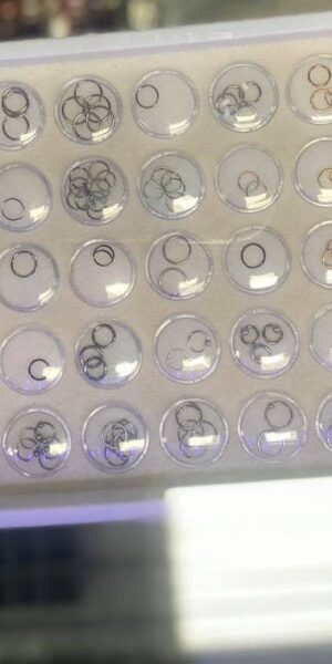 Professional piercing jewelry trays showing multiple styles and sizes